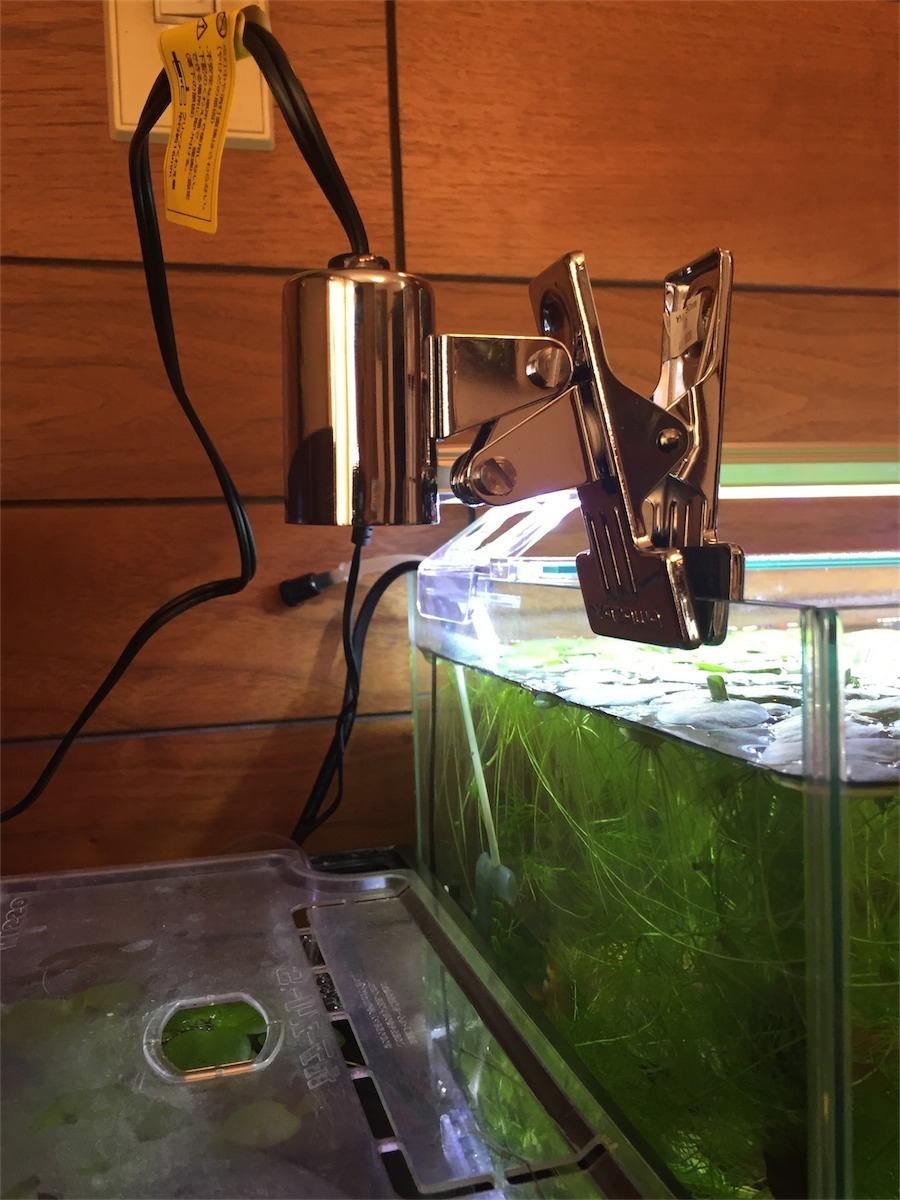 30cm規格水槽の照明は 植物育成ledをチョイスした あっくんの熱帯魚飼育日記